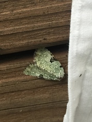 Leuconycta diphteroides