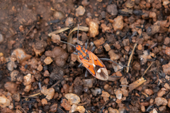 Haemobaphus concinnus