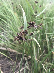 Cyperus nitidus