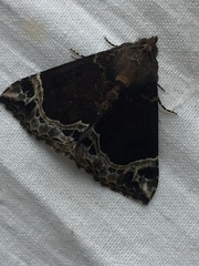 Hypena abalienalis