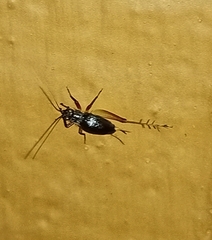 Trigonidium cicindeloides