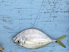 Chloroscombrus chrysurus