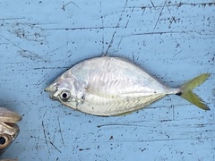 Chloroscombrus chrysurus