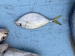 Chloroscombrus chrysurus