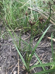 Cyperus nitidus