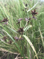 Cyperus nitidus