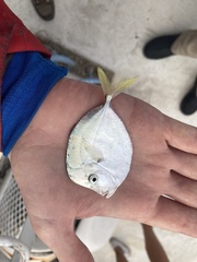 Selene setapinnis