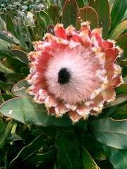 Protea magnifica
