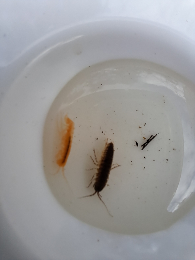 Paramelita kogelensis