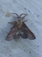 Phyllodesma americana