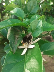 Bombus terrestris canariensis