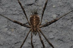 Opilio saxatilis