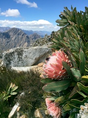 Protea magnifica
