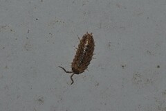 Porcellio monticola