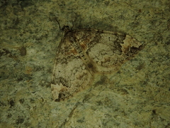 Dysstroma pseudimmanata