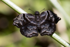 Helias phalaenoides