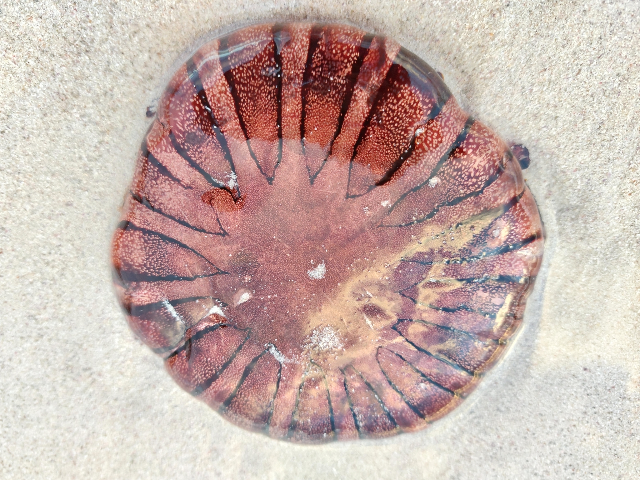 Chrysaora agulhensis Ras, Neethling, Engelbrecht, Morandini, Bayha, Skrypzeck & Gibbons, 2020
