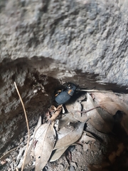 Brachycerus