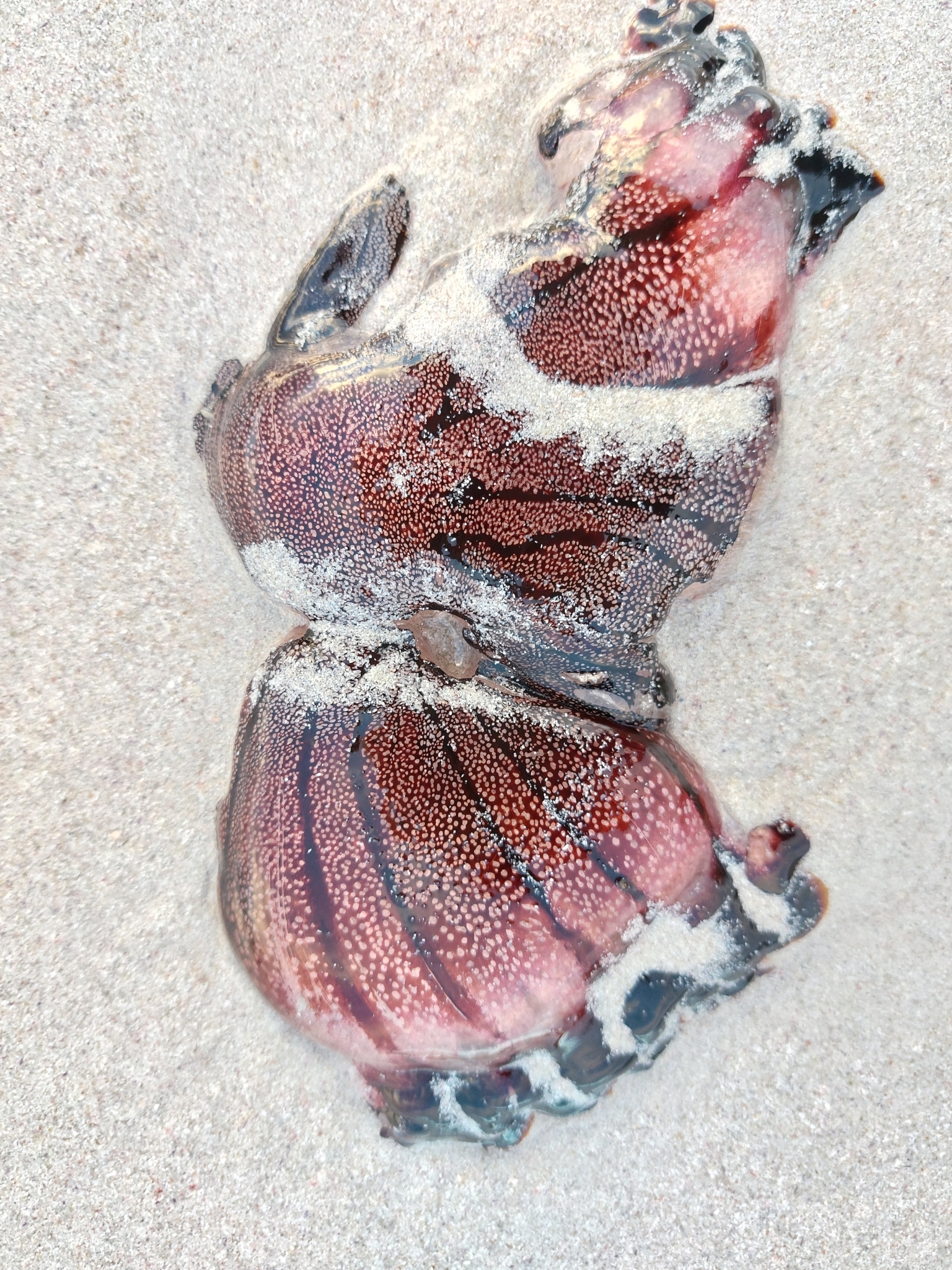 Chrysaora agulhensis Ras, Neethling, Engelbrecht, Morandini, Bayha, Skrypzeck & Gibbons, 2020