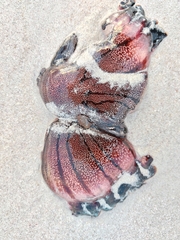 Chrysaora agulhensis