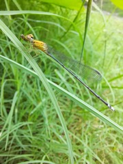 Pseudagrion rubriceps