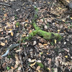 Punctelia jeckeri