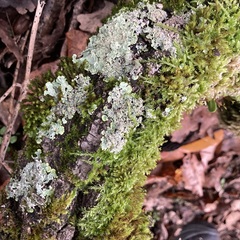Punctelia jeckeri