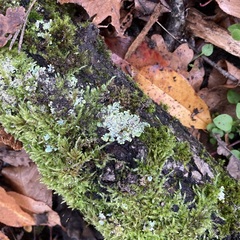 Punctelia jeckeri