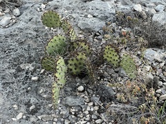 Opuntia phaeacantha