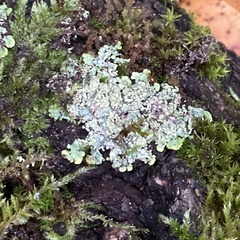 Punctelia jeckeri