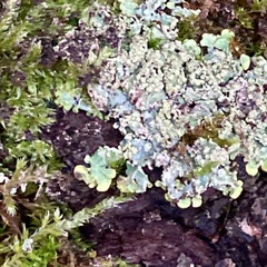 Punctelia jeckeri
