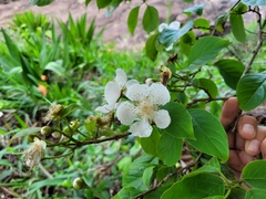 Campomanesia grandiflora