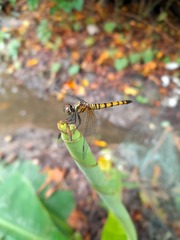 Brachydiplax farinosa