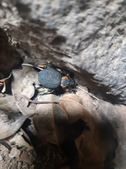 Brachycerus
