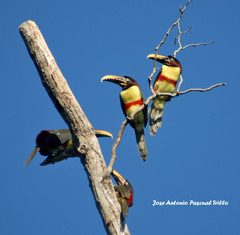 Pteroglossus castanotis