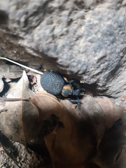 Brachycerus
