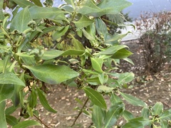 Klambothrips myopori