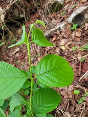 Campomanesia grandiflora