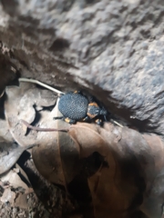 Brachycerus