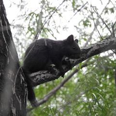 Sciurus vulgaris
