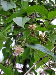 Campomanesia grandiflora