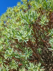 Euphorbia dendroides
