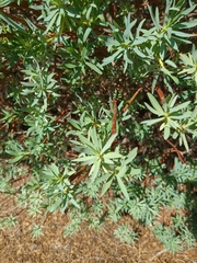 Euphorbia dendroides