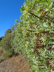 Euphorbia dendroides