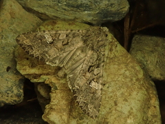 Mamestra brassicae