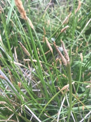 Eleocharis limosa