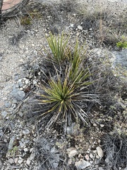 Yucca reverchonii