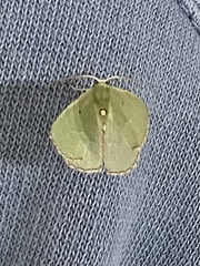 Nemoria lixaria