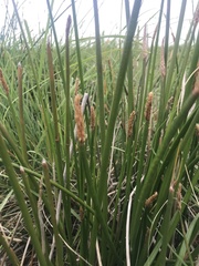 Eleocharis limosa