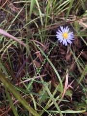 Symphyotrichum walteri